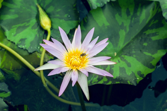 荷花莲花