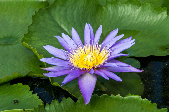荷花莲花