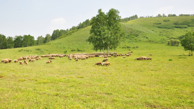 坝上草原上的羊群