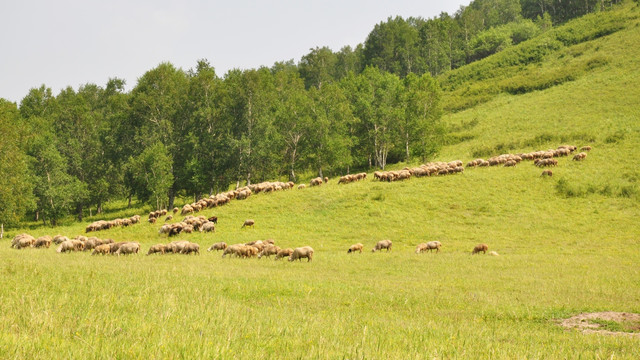 坝上草原上的羊群