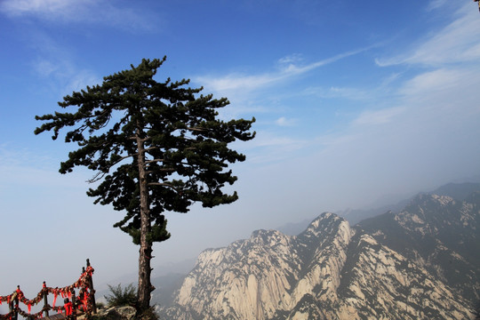 西岳华山 迎客松