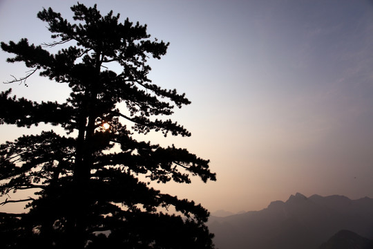 西岳华山 迎客松