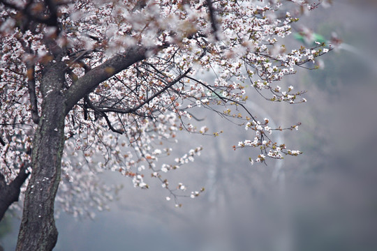 樱花树