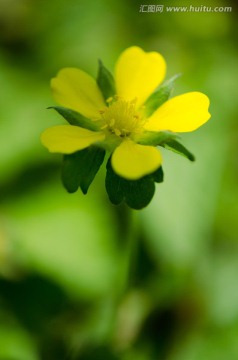 蛇莓花