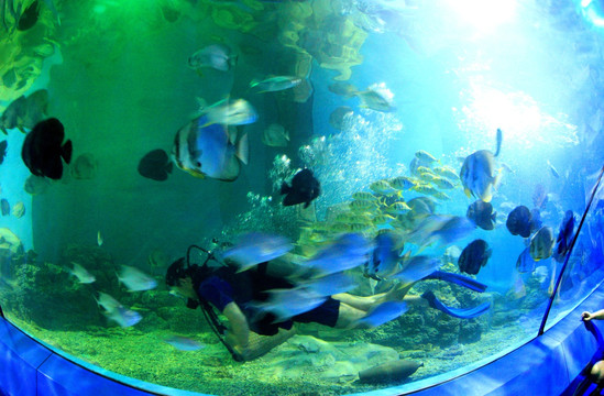 海洋公园潜水运动
