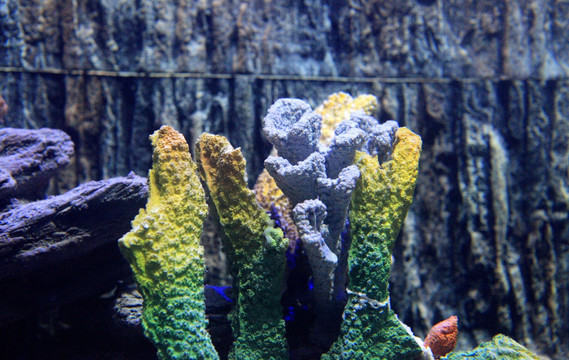 水族馆 珊瑚礁