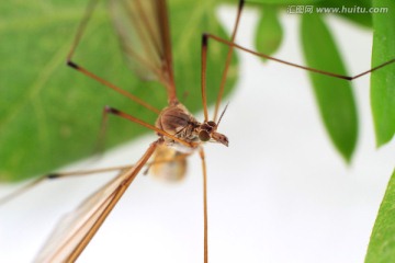蜻蜓稚虫 豆娘幼虫羽化