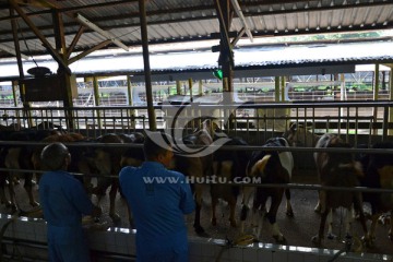 新加坡克兰芝奶羊养殖场
