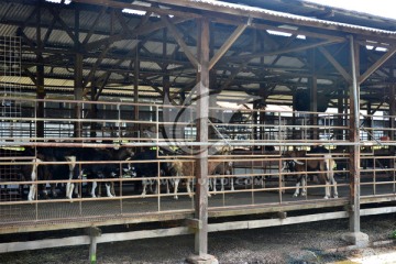 奶羊养殖场