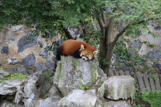 小熊猫