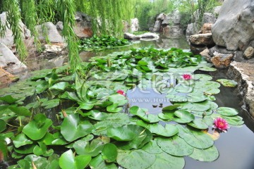 荷花池 荷花