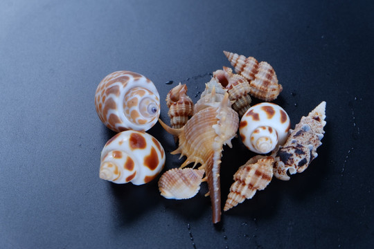 海螺 贝壳