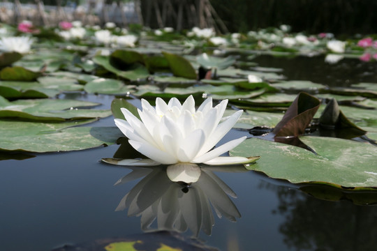 睡莲 莲花