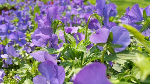 紫色的三色堇花丛