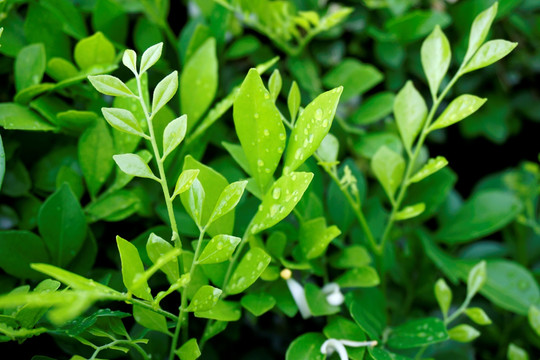 植物叶子