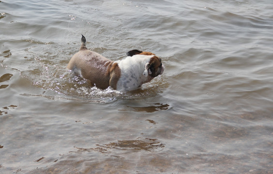 海水 宠物狗