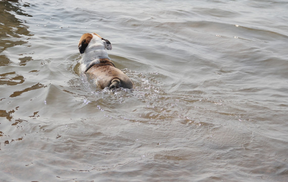 海边  宠物狗游泳