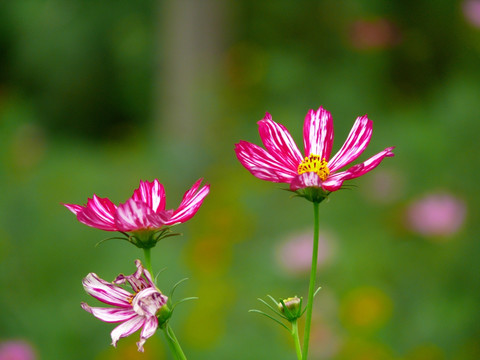 小花