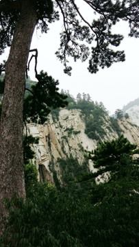 华山松 悬崖峭壁