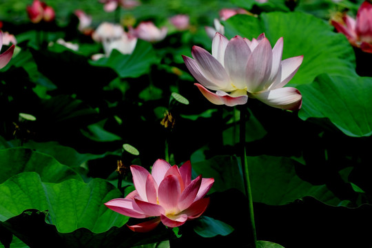 荷花特写