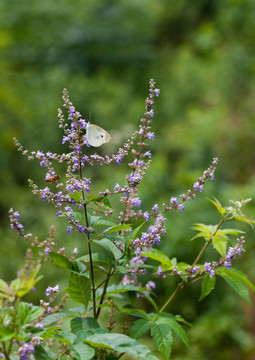 采蜜 蝴蝶 黄荆条花