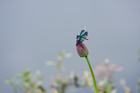 蜻蜓 荷花