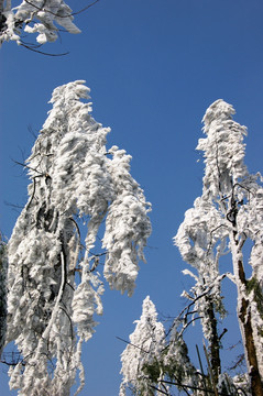 森林雪景