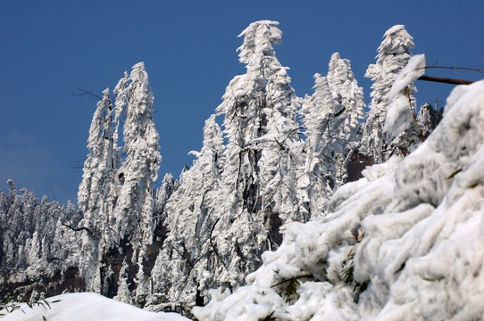 森林雪景