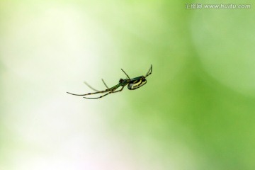 蜘蛛绿色背景