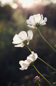 波斯菊