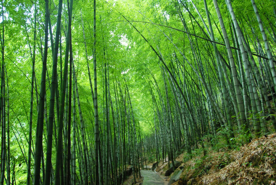 竹海竹林