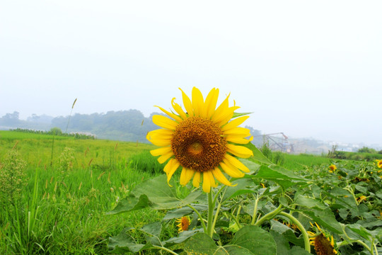 向日葵花