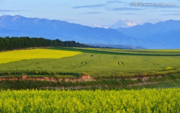 伊犁昭苏油菜花麦田