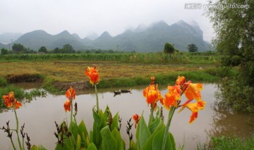 大圩风光