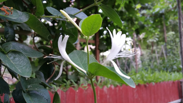 金银花的花朵