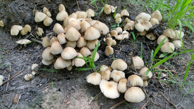 树林里的菌类蘑菇