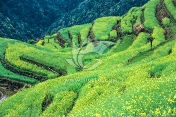 台回山油菜花