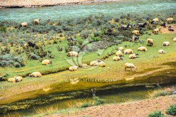 溪边慵懒的羊