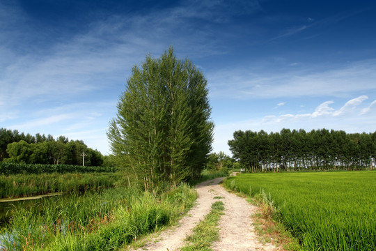 小路 小道