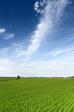 稻田