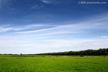 水稻田