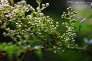 水滴