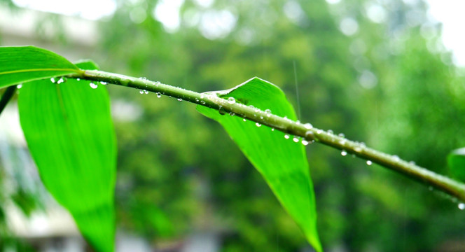 竹枝