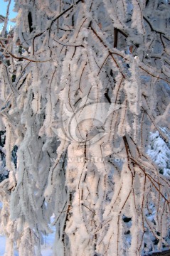 冰凌树挂