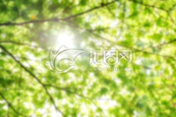 槭树 模糊的背景