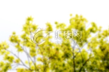 槭树 模糊的背景
