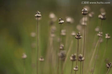 凋谢后的花丛