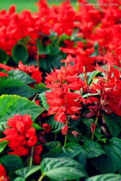 红色的花卉