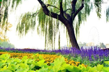 花田