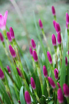 韮兰 粉色 花蕾